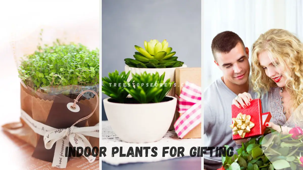 Top 11 Indoor Plants for Gifting - Greenkin's Best Picks