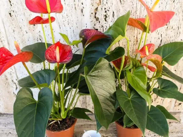 Indoor Plants with Red Flower: Flamingo Flowers Tips