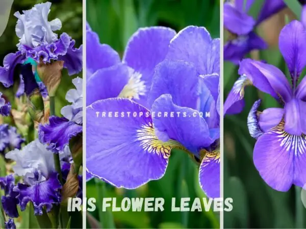 Iris Flower Leaves: Ultimate Guide to Stunning Blooms