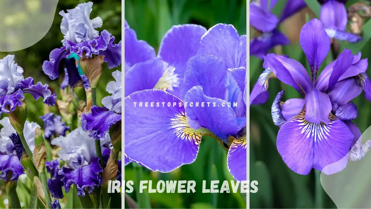 Iris Flower Leaves: Ultimate Guide to Stunning Blooms