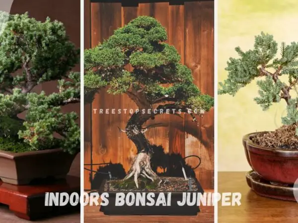Juniper Bonsai Indoors: Ultimate Care Guide