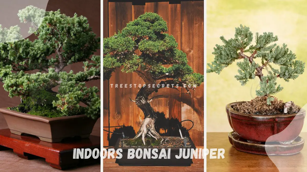 Juniper Bonsai Indoors: Ultimate Care Guide