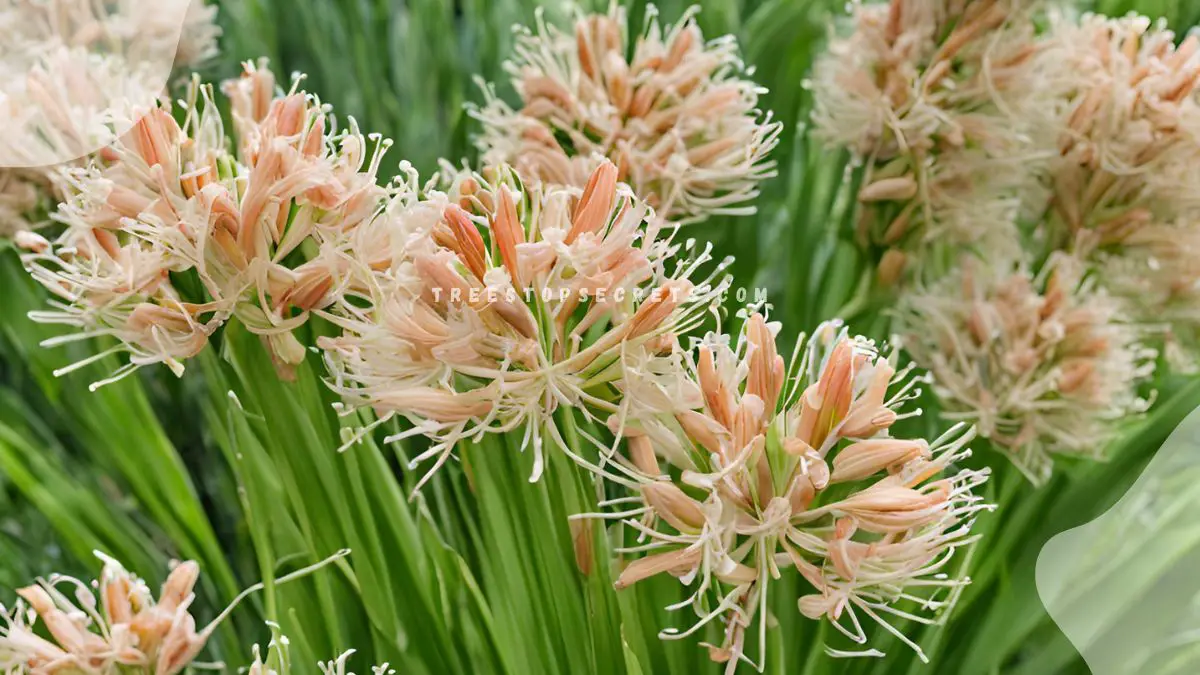 Lemongrass Flowers: Ideal Flowering Conditions