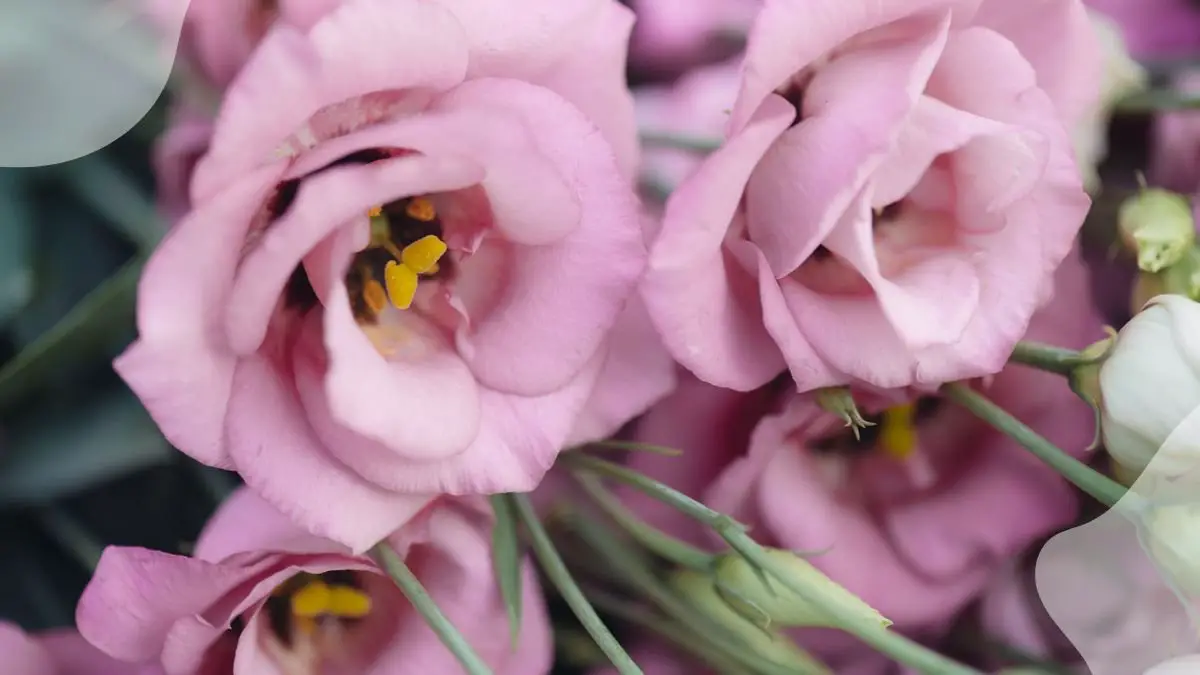 Lisianthus Flower Plant: Ultimate Growing Guide