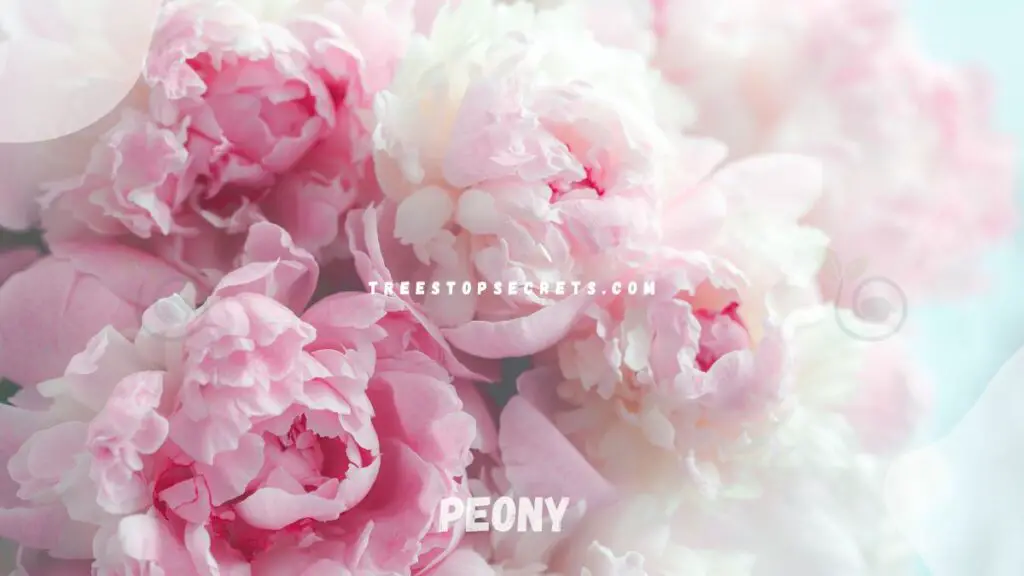 List of Perennial Flowers: Peony