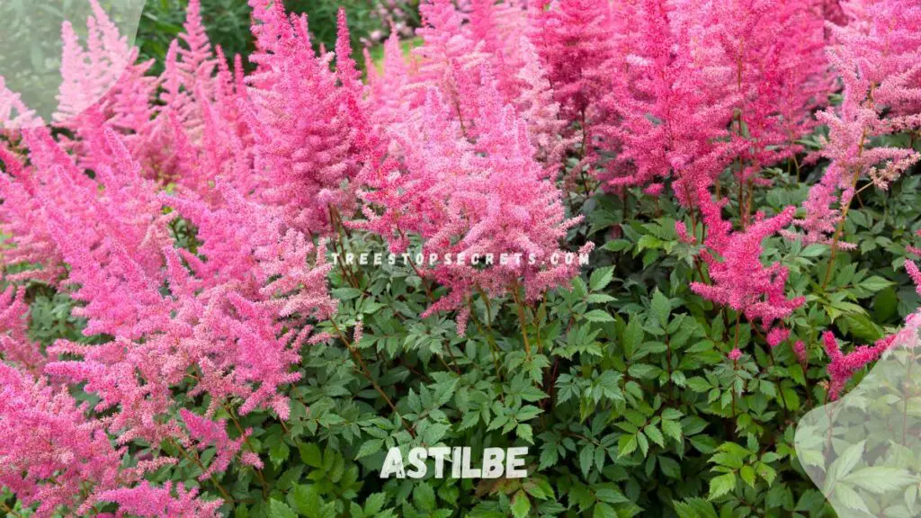 List of Perennial Flowers : Astilbe