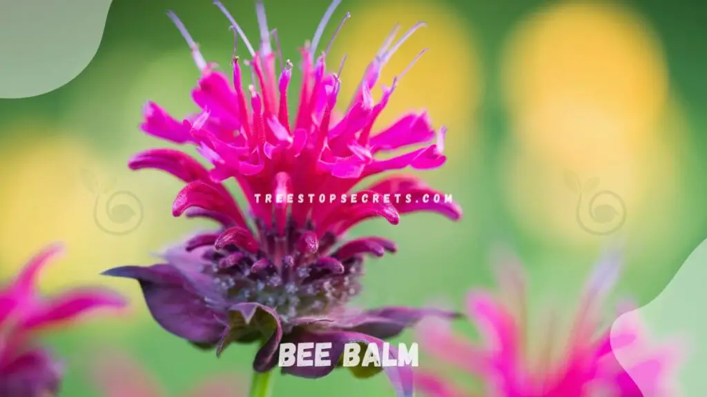 List of Perennial Flowers : Bee Balm