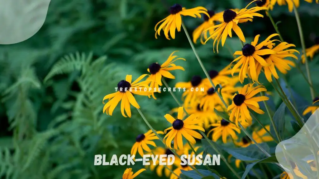 List of Perennial Flowers Black-eyed Susan