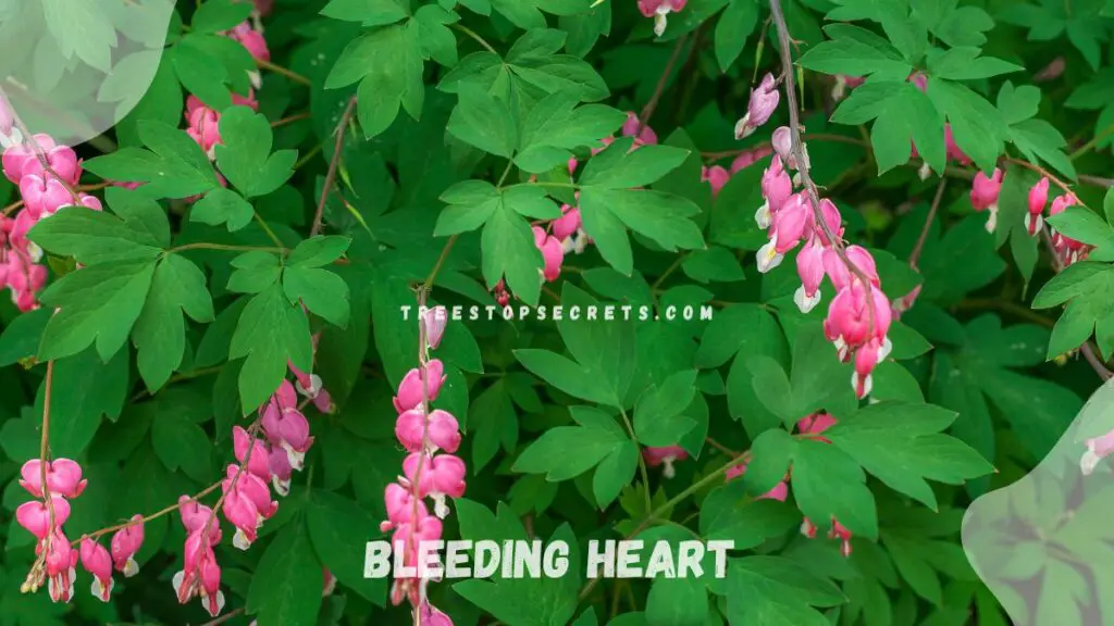 List of Perennial Flowers: Bleeding Heart