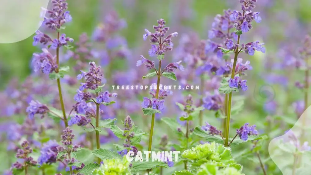 List of Perennial Flowers : Catmint