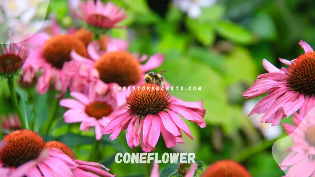 List of Perennial Flowers : Coneflower