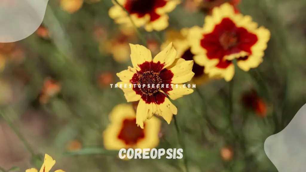 List of Perennial Flowers : Coreopsis