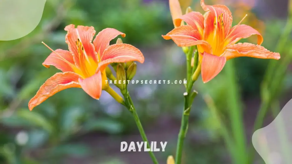 List of Perennial Flowers : Daylily