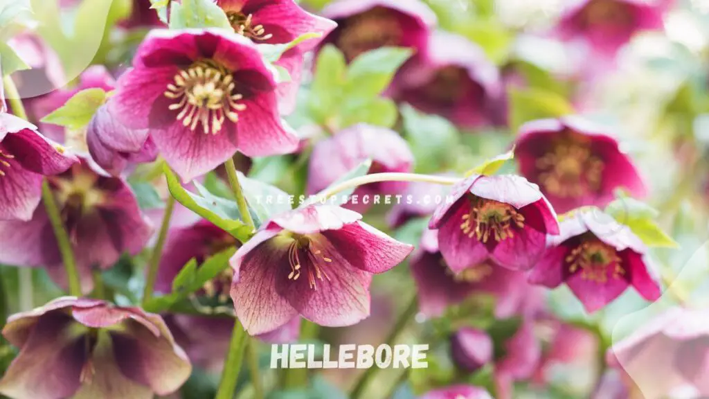 List of Perennial Flowers : Hellebore