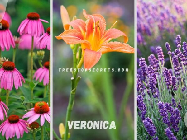 List of Perennial Flowers: 15 Transformative Garden Gems