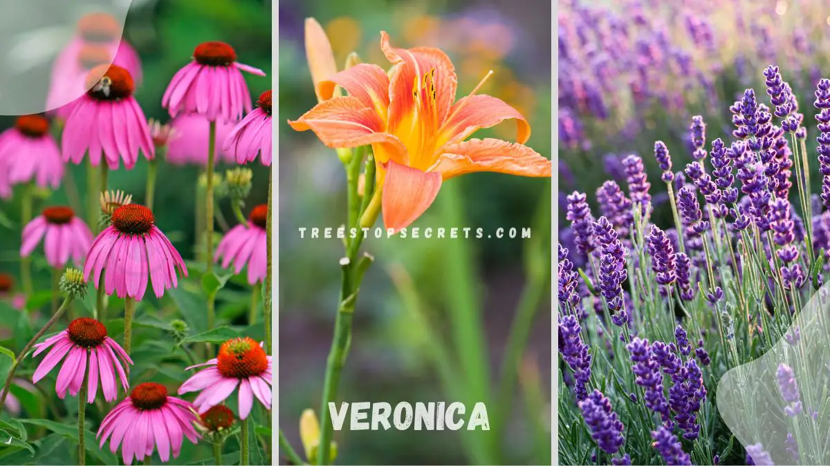 List of Perennial Flowers: 15 Transformative Garden Gems