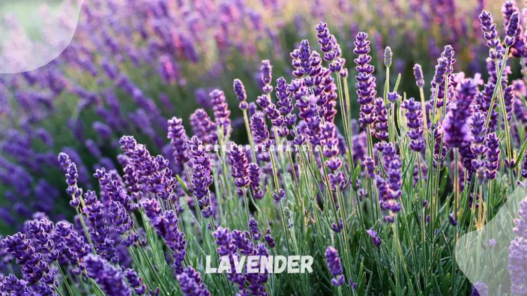 List of Perennial Flowers : Lavender