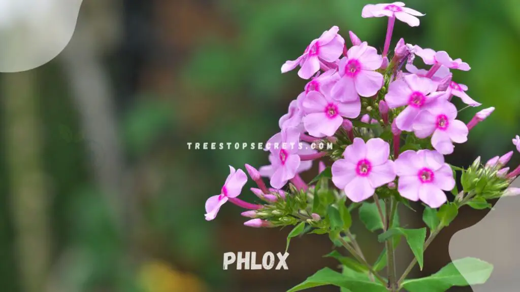 List of Perennial Flowers : Phlox