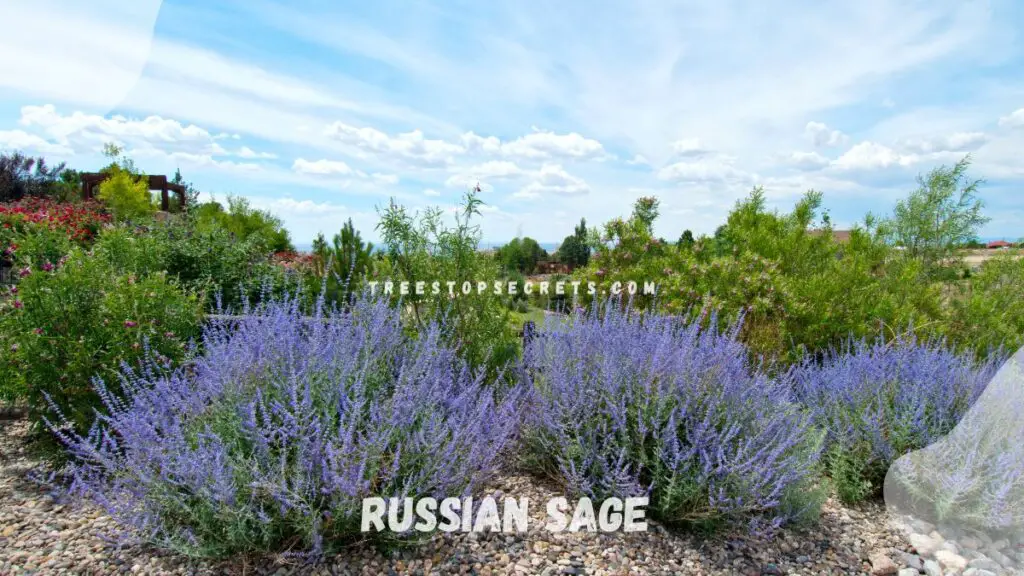 List of Perennial Flowers : Russian Sage