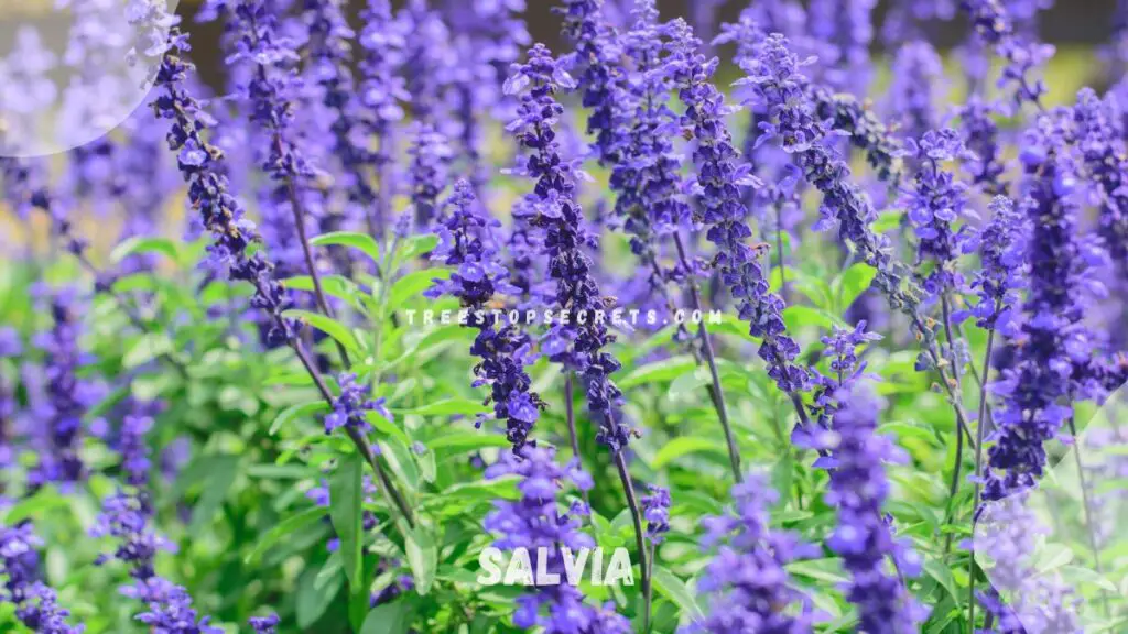 List of Perennial Flowers : Salvia