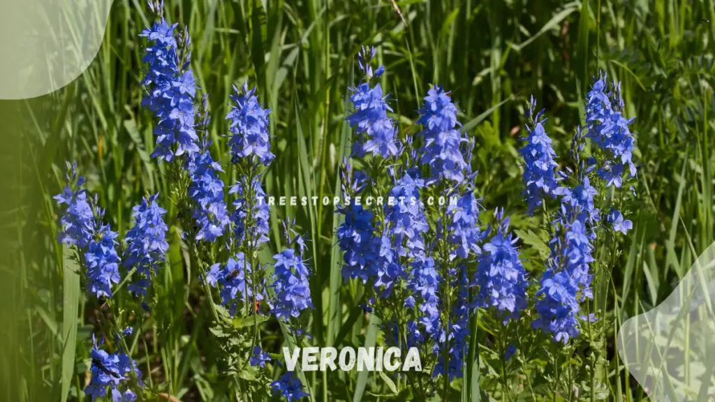 List of Perennial Flowers : Veronica