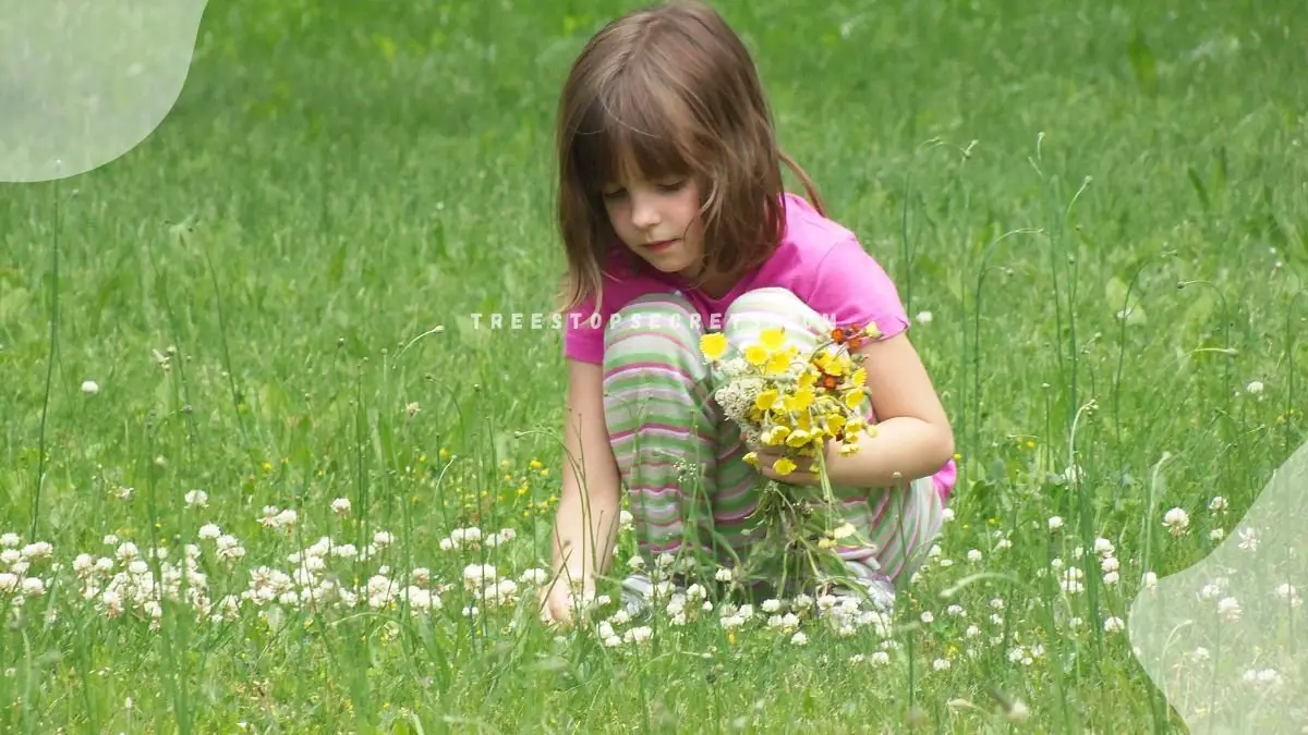 Little White Flowers in Grass: Identifying & Controlling Weeds