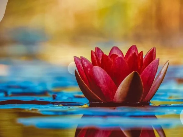Lotus Flowers Blooming: Kenilworth Aquatic Gardens Journey