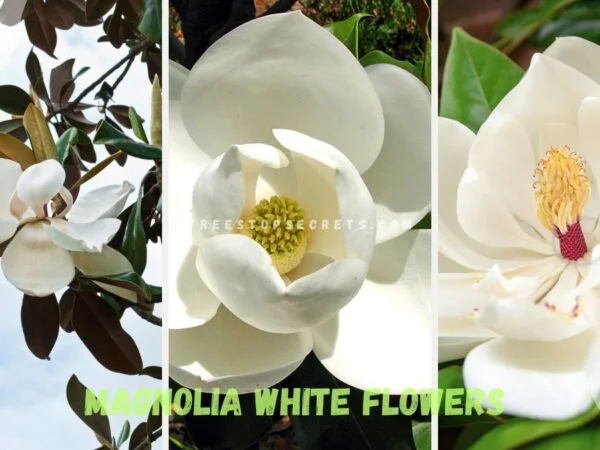 Magnolia White Flowers: Ultimate Guide
