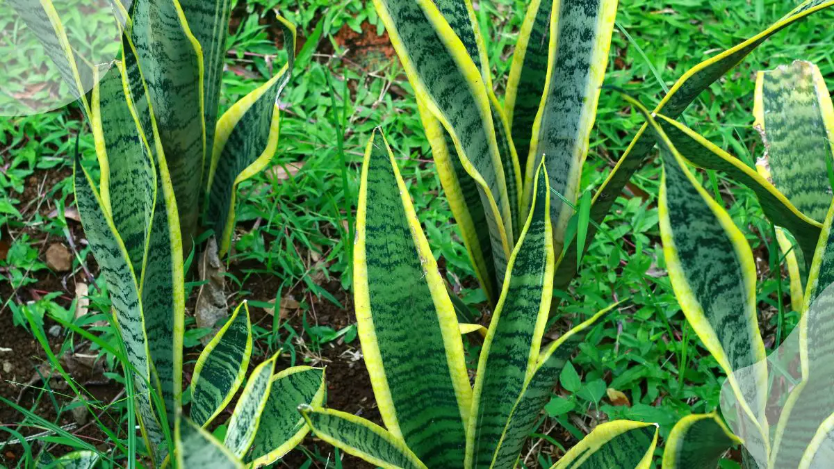 How to Repot Mother-in-Law Tongue Plant: Dividing Tips