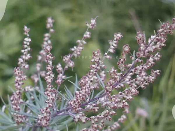 Mugwort Flower: Ultimate Guide to Artemisia vulgaris