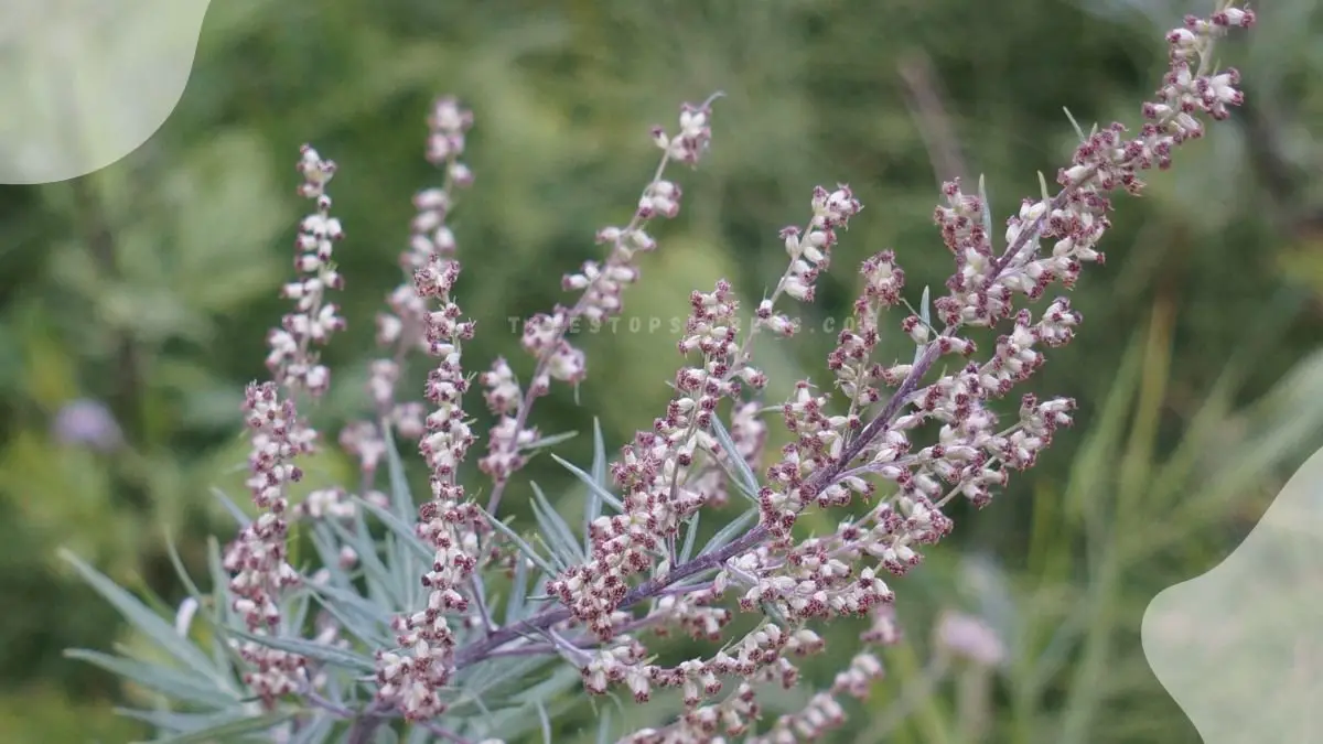 Mugwort Flower: Ultimate Guide to Artemisia vulgaris