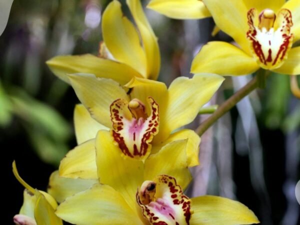 My Orchid Leaf is Turning Yellow: Vital Tips for Health