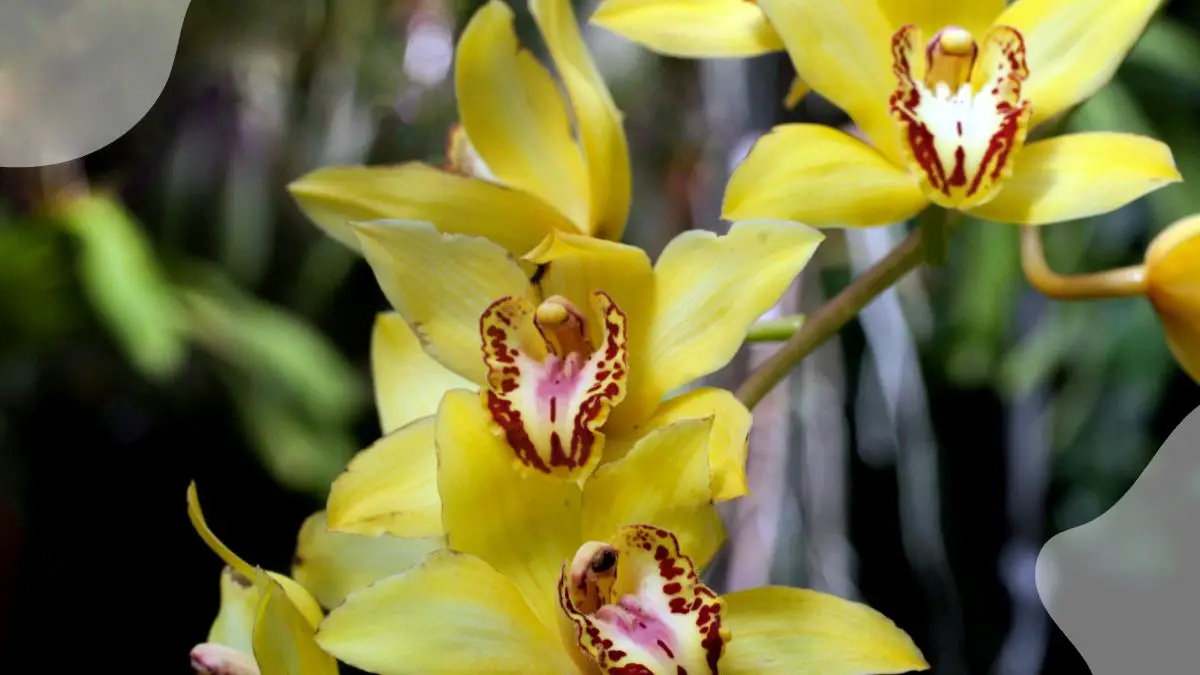 My Orchid Leaf is Turning Yellow: Vital Tips for Health