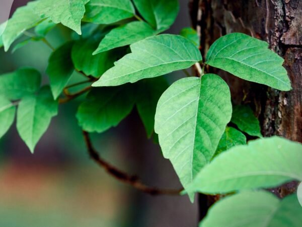 Natural Poison Ivy Remedy Plant: Ultimate Guide