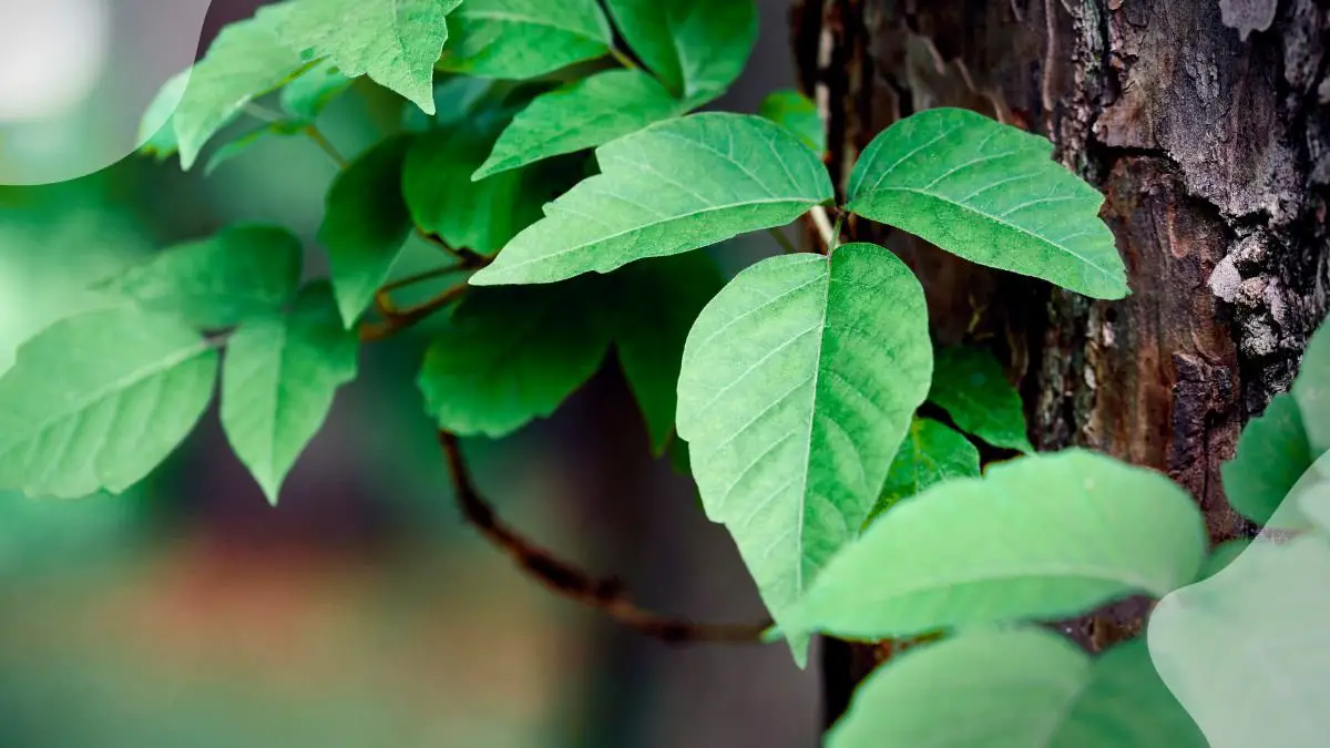 Natural Poison Ivy Remedy Plant: Ultimate Guide