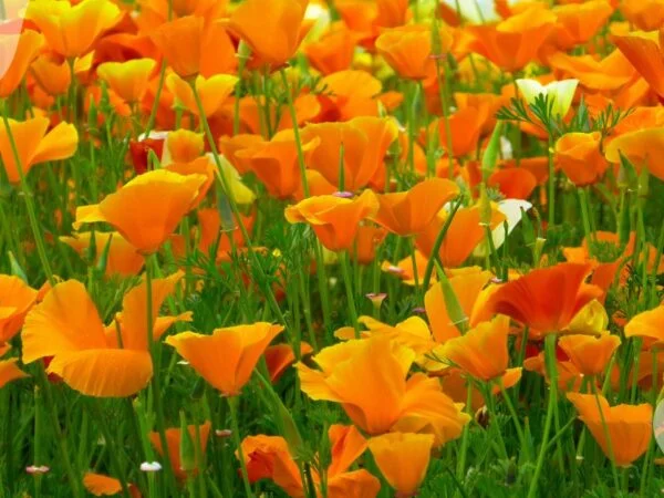 Orange Flowers Plant: 35 Garden Brighteners