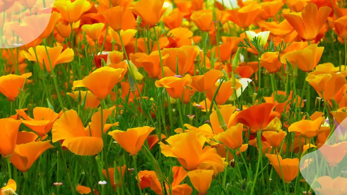 Orange Flowers Plant: 35 Garden Brighteners