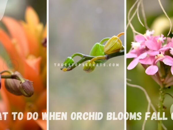 What to Do When Orchid Blooms Fall Off: Next Steps