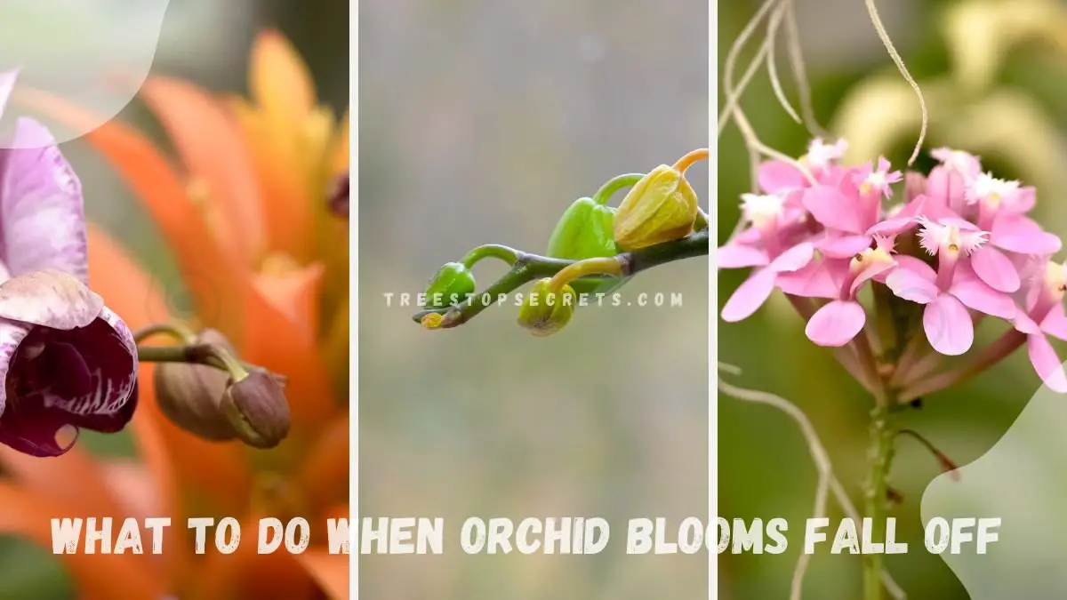 What to Do When Orchid Blooms Fall Off: Next Steps