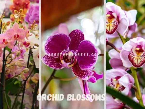 Orchid Blossoms: Maximize Beauty