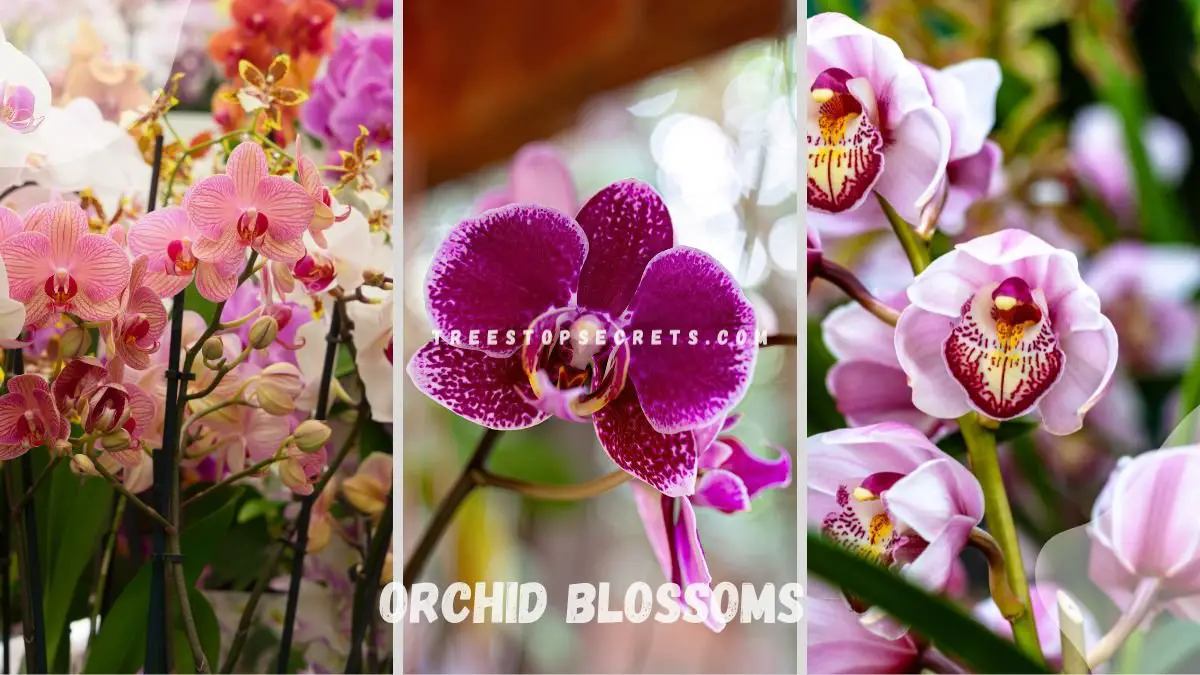 Orchid Blossoms: Maximize Beauty