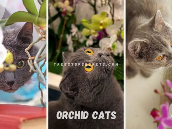 Orchid Cats: Risks of Toxicity in Felines