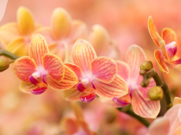 Orchid Dormancy: The Ultimate Guide