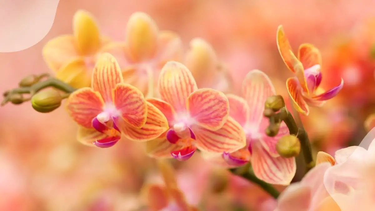 Orchid Dormancy: The Ultimate Guide