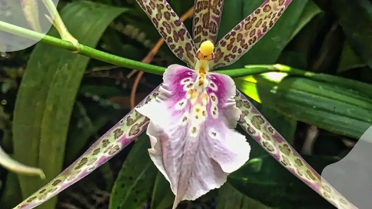 Orchid Leaf Spot: Ultimate Guide to Viral Infections