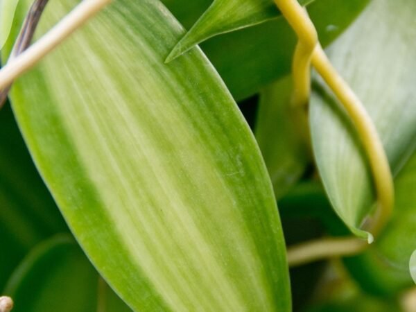 Orchid Leaves Split: Causes and Solutions