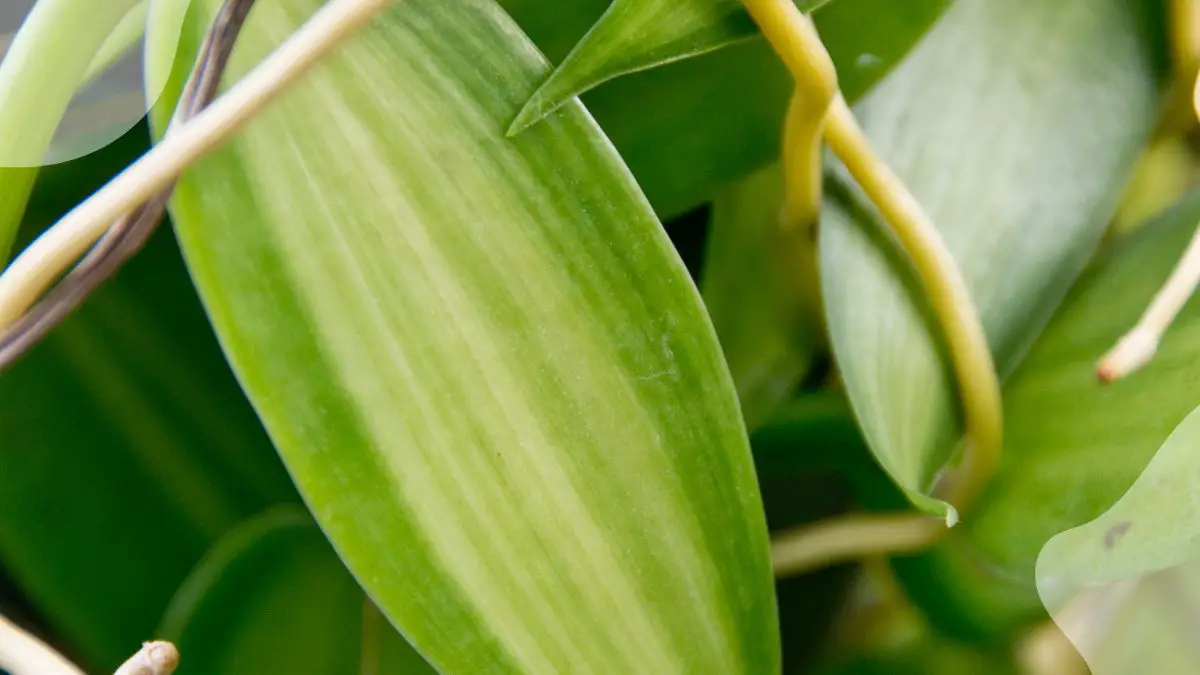 Orchid Leaves Split: Causes and Solutions