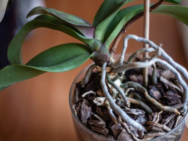 Orchid Plant Roots Growing Out of Pot: Repotting Signs