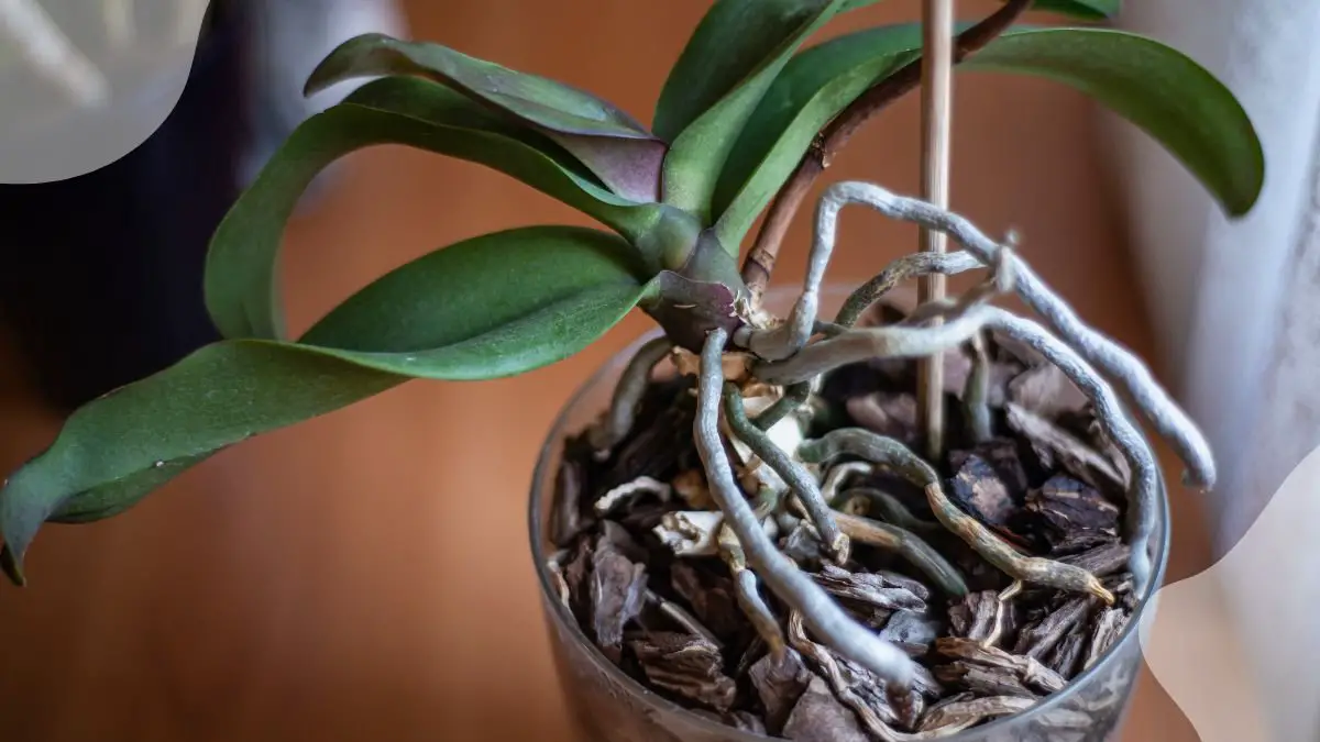 Orchid Plant Roots Growing Out of Pot: Repotting Signs