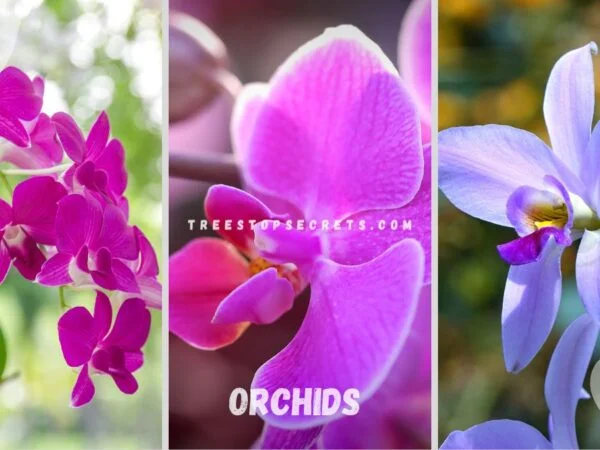 Spiritual Meaning of Orchids: Exploring the Roots of a Beloved Flower